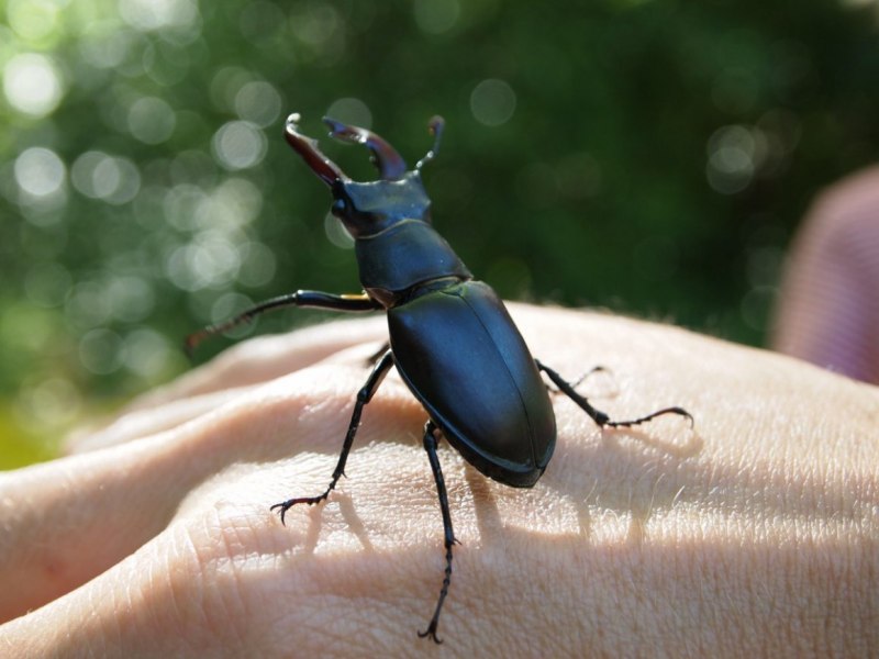 Lucanus laminifer